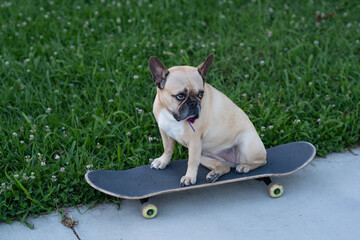 french bulldog puppy on skateboard