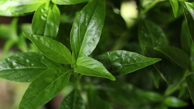 fresh medicine herbs organic plant leaves,top view, Andrographis paniculata.