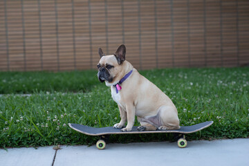 dog on a skateboard