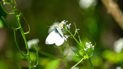 
Close-up on a white butterfly, posed on a plant, in spring