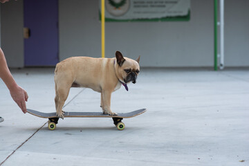 dog on a skateboard