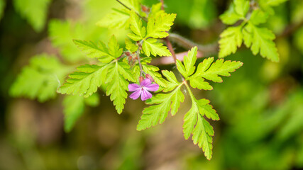 
Close-up on a pink flower of geranium robert grass and its pretty toothed leaves