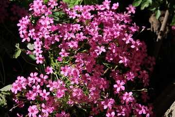 fleur rose en buisson
