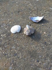 shells on the beach