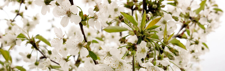 Fototapeta premium White flowers on a tree with green petals