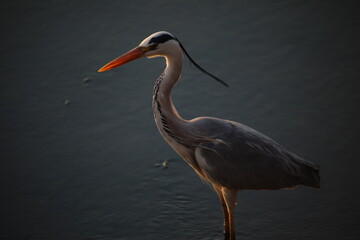 grey heron closeup