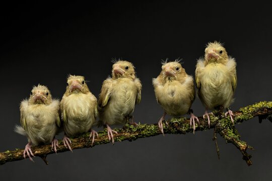 cinco pollos de verder&oacute;n bruno posados