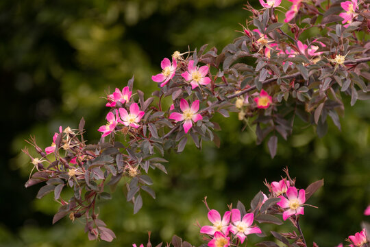 Hechtrose im Garten
