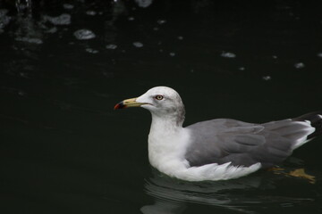 Black-tailed gull closeup