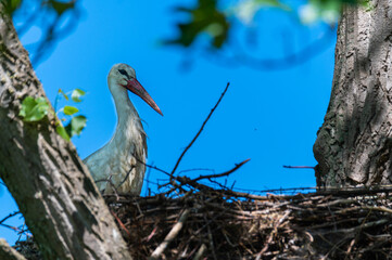 the storks and the little ones are waiting for  their nests while the partner is looking for feed