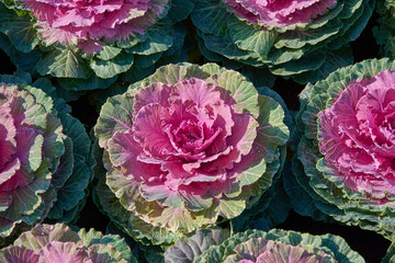 Decorative composition of fresh decorative brassica oleracea, variety Pigeon Red, autumn bouquet....