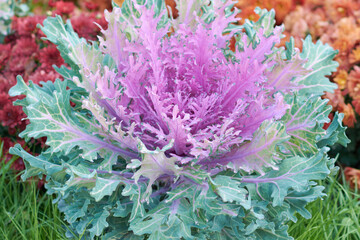 Decorative composition of fresh decorative brassica oleracea, autumn bouquet. Multicolored...