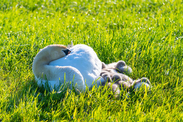 a swan family rests on a mown  field, the two parents take care of their little ones who cuddle up to the mother