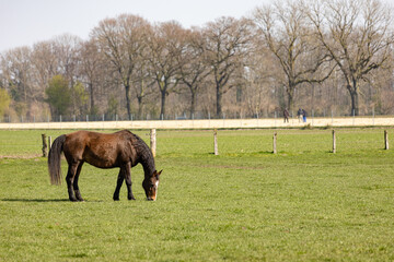 Pferd auf der Weide im Frühling