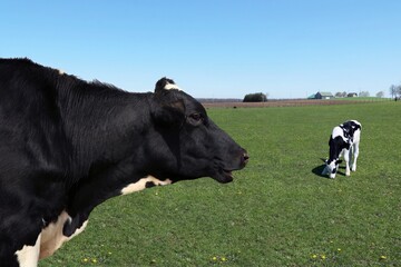Close-up of Holstein cow profile head and shoulders with newborn calf standing behind in the field