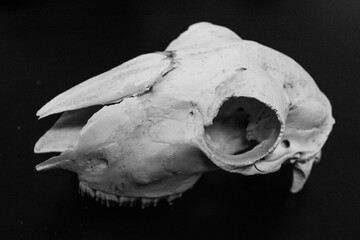 The skull of a ram on a black background
