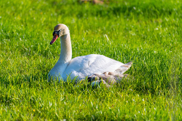 a swan family rests on a mown  field, the two parents take care of their little ones who cuddle up to the mother