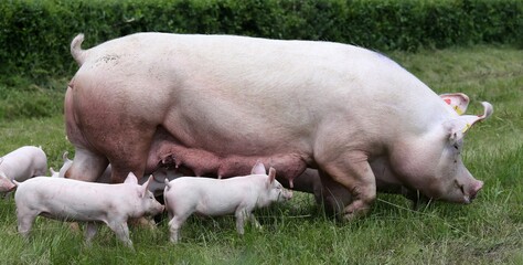 Fototapeta premium Domestic pig suckling on fresh grass on meadow