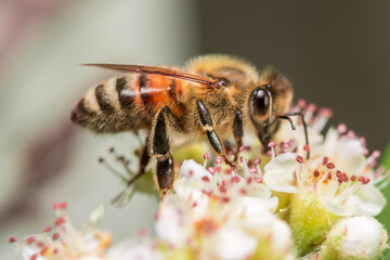 Honey Bee pollinating in summer