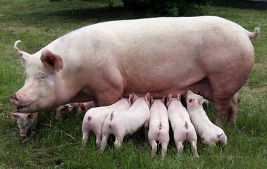 Domestic pig suckling on fresh grass on meadow