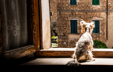 A small dog sitting on the windowsill of an old window watching the street.