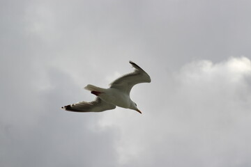 Seagull flying through the sky.