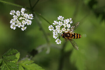 Beautiful Hoverfly on a white flower in the forest