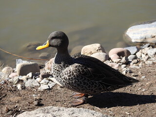 duck on the water land rock