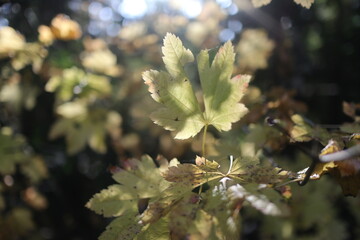 close up of tree leaf under sunshine
