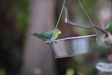 green parrot bird on a feeder