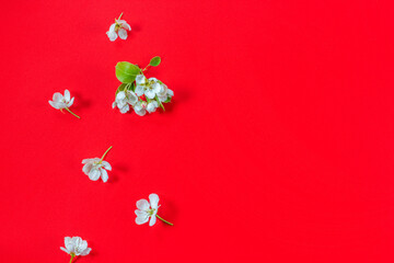 Apple  tree  flowers in a flat layout on a red background. Spring blossom composition. Top view, flat lay. Copy space for text
