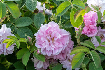 Fototapeta premium Closeup of bulgarian pink rose in a garden