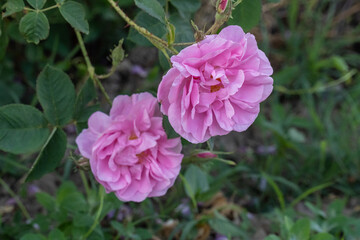 Closeup of bulgarian pink rose in a garden