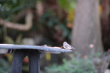 birds, zebra finch on a feeder
