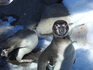 penguin