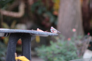 birds, zebra finch on a feeder
