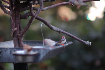 birds on feeder