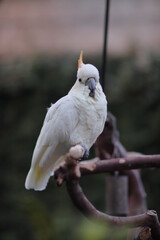 white cockatoo parrot