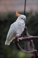 white parrot on a branch