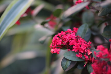 Pink flower close up with blurry green background
