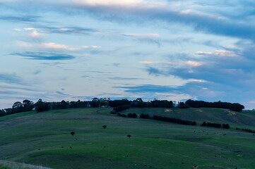 Beef cows and calves grazing on grass in south west victoria, Australia. eating hay and silage....