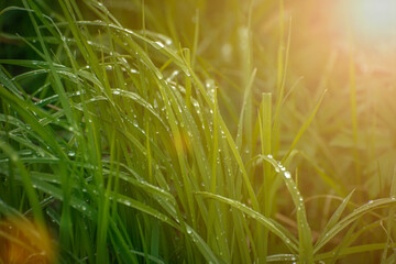 wet thick grass with water droplets