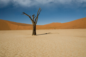 lonely deat tree in namibian desert