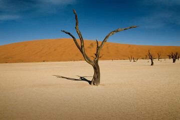 lonely deat tree in namibian desert