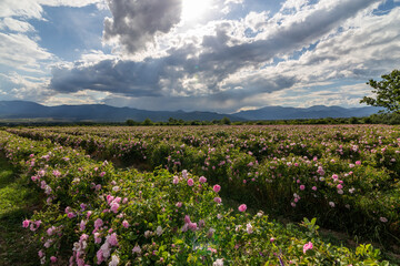 Valley covered in bulgarian pink rose during sunset