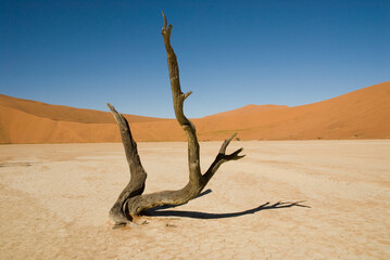 lonely deat tree in namibian desert