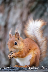 Red squirrel eats sunflower seeds sitting on a hemp. A close-up.
