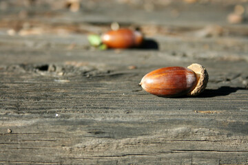 acorn on a wooden background