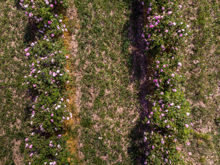 Obraz premium Top view of Bulgarian pink rose bush