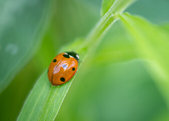 A ladybug with an orange shell and black spots rests peacefully on a green leaf.